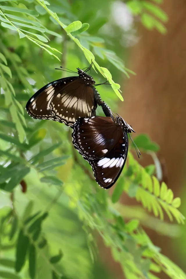 Butterflies5