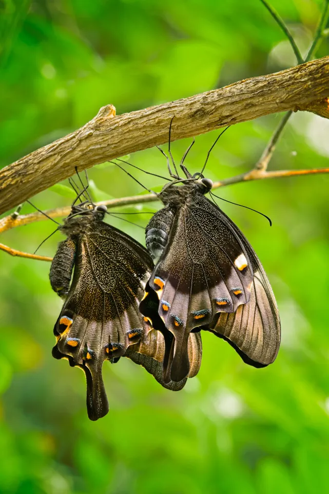 Butterflies6