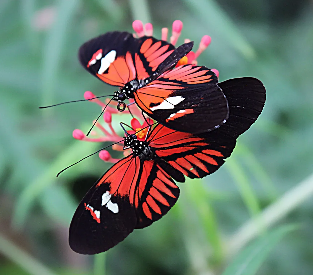 Butterflies7