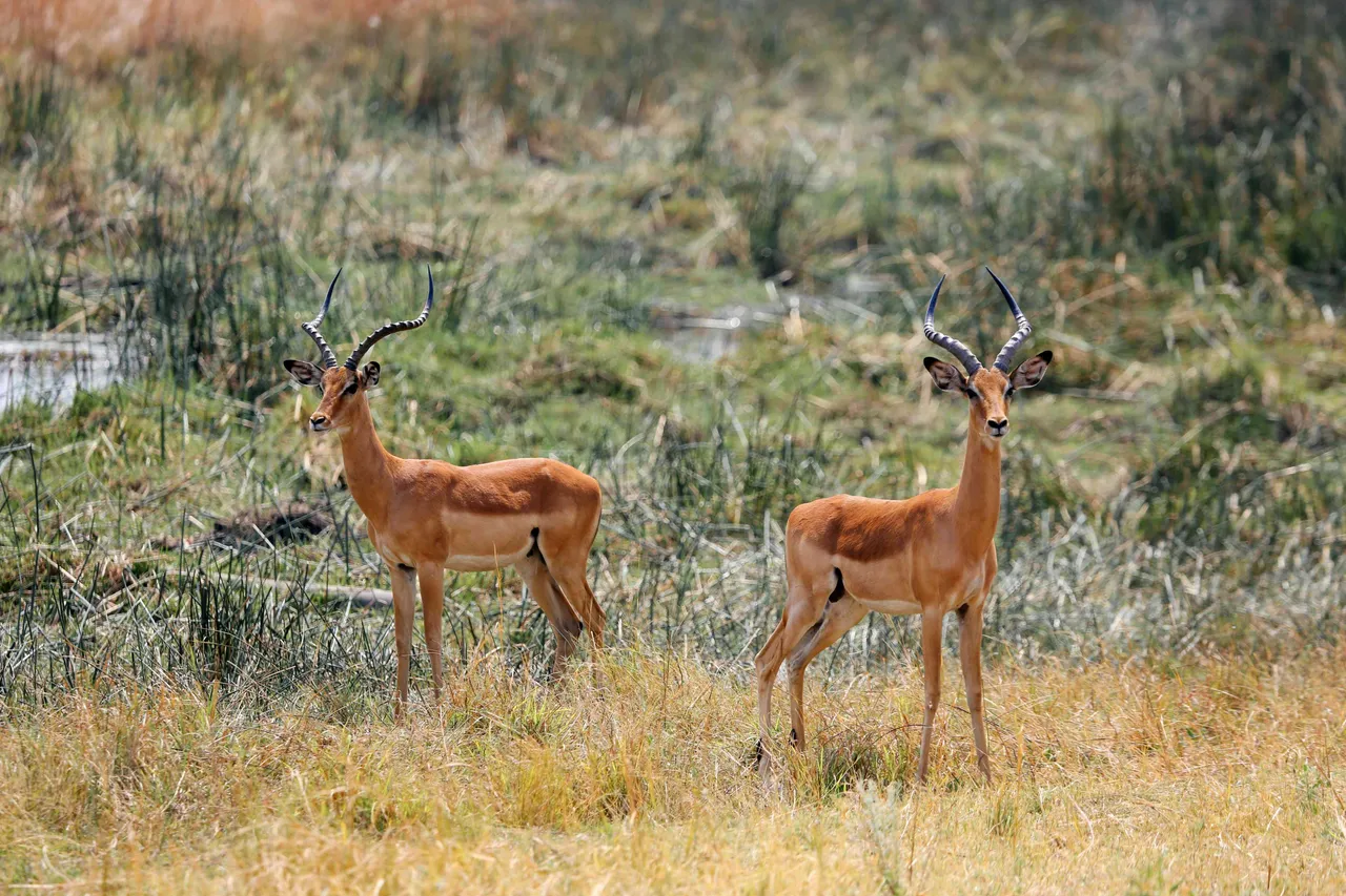 blackbucks11