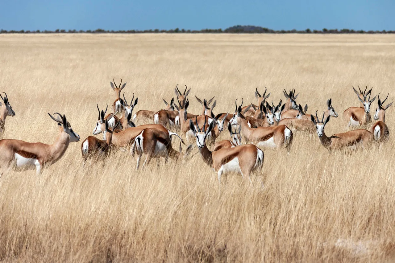 blackbucks21