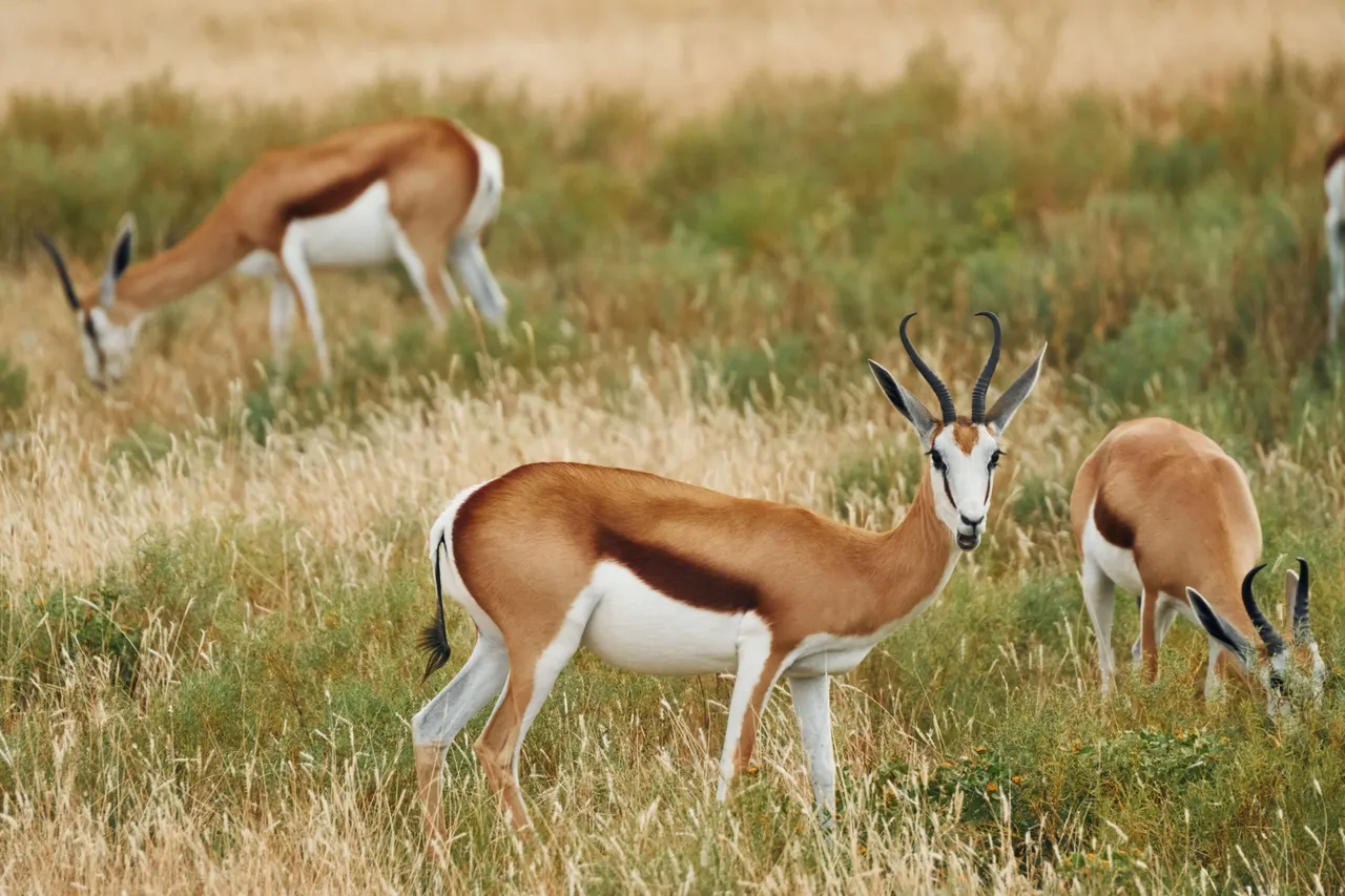 blackbucks31