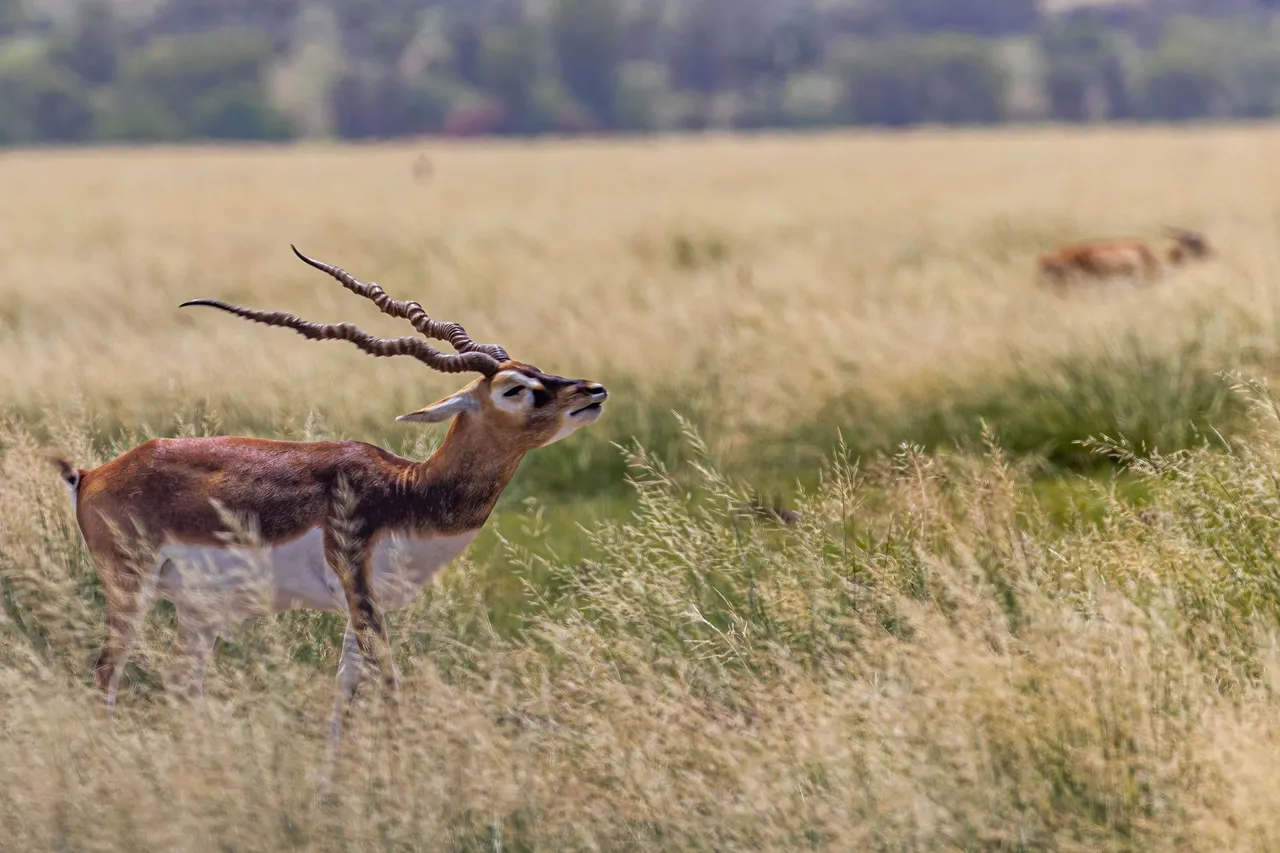 blackbucks41