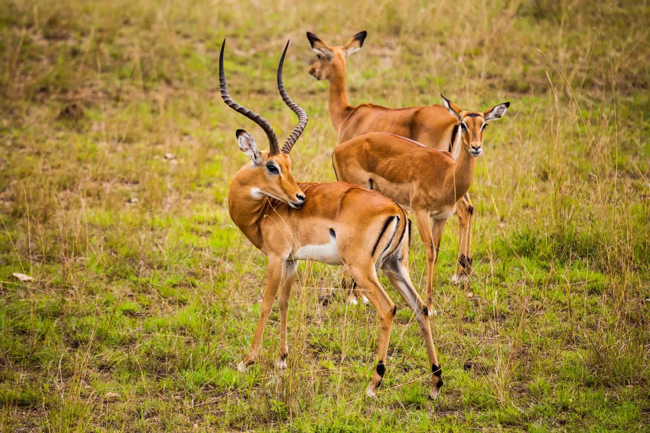 blackbucks91