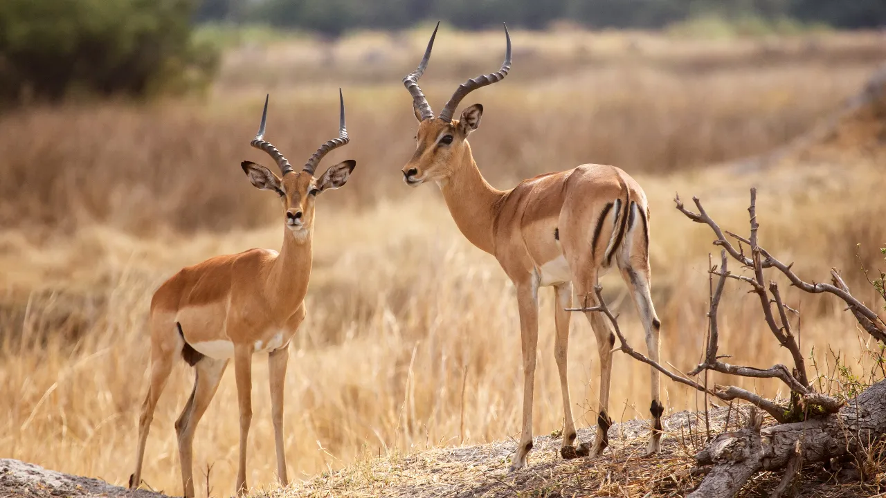 blackbucks