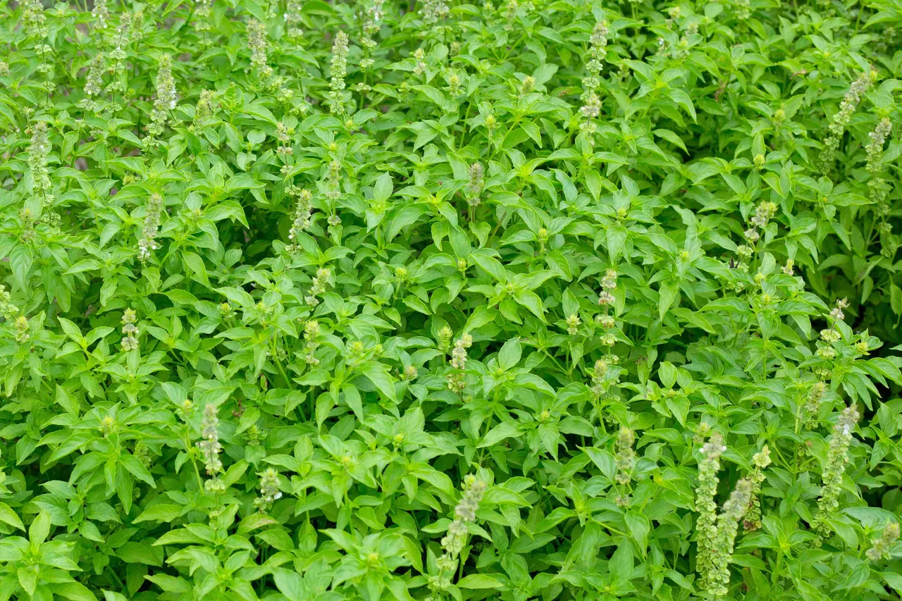 Ocimum tenuiflorum1