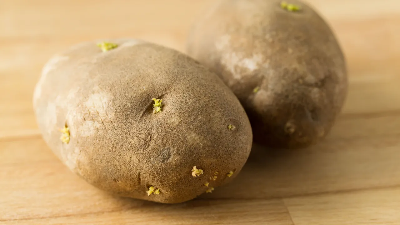 sprouted potato