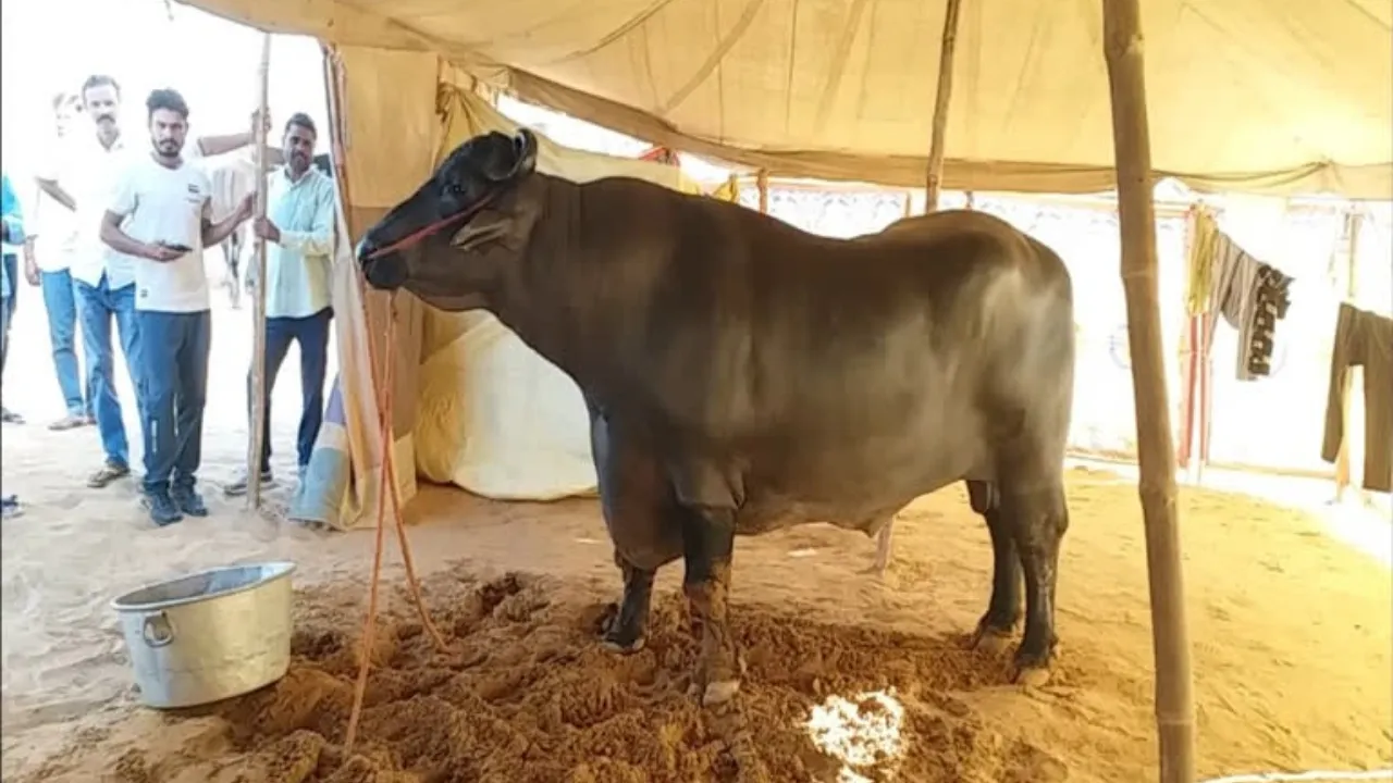 buffellow