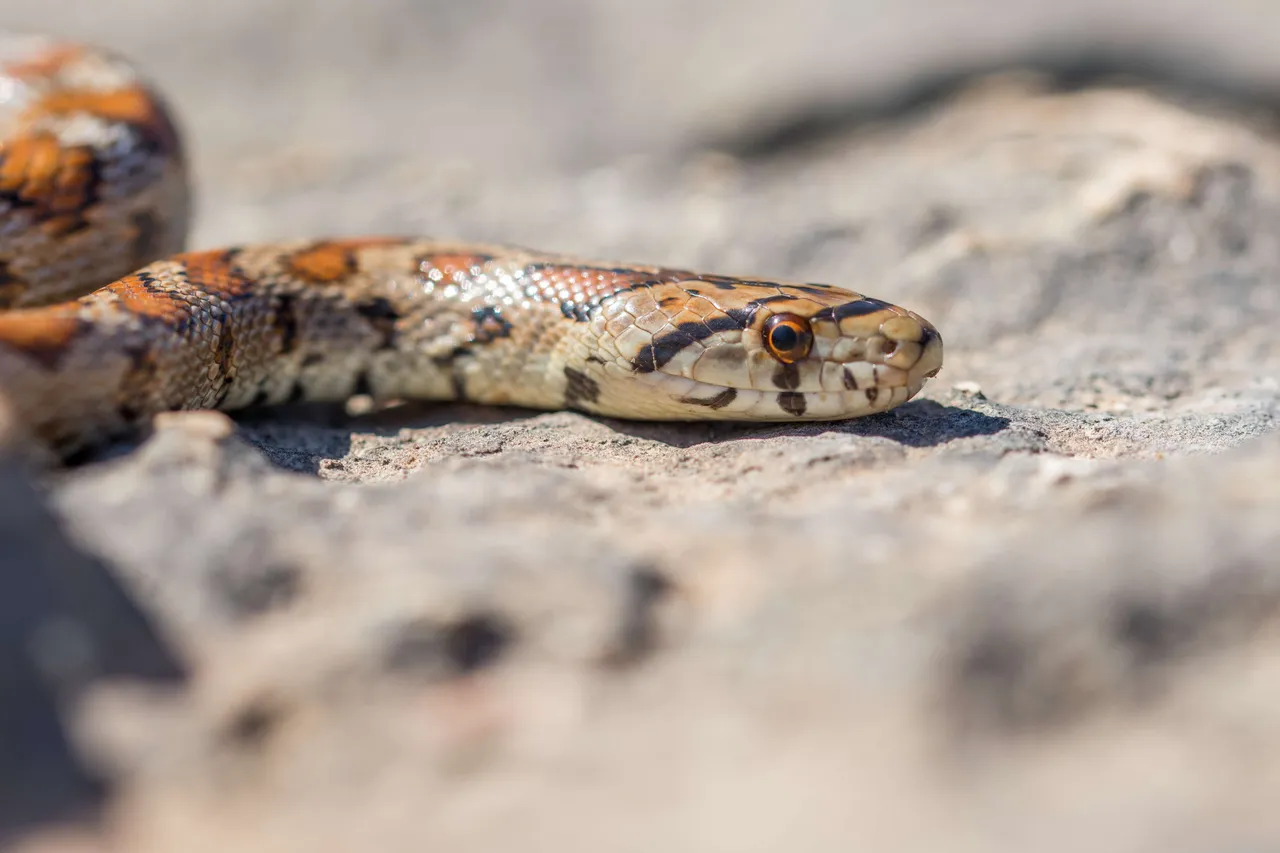 snake1