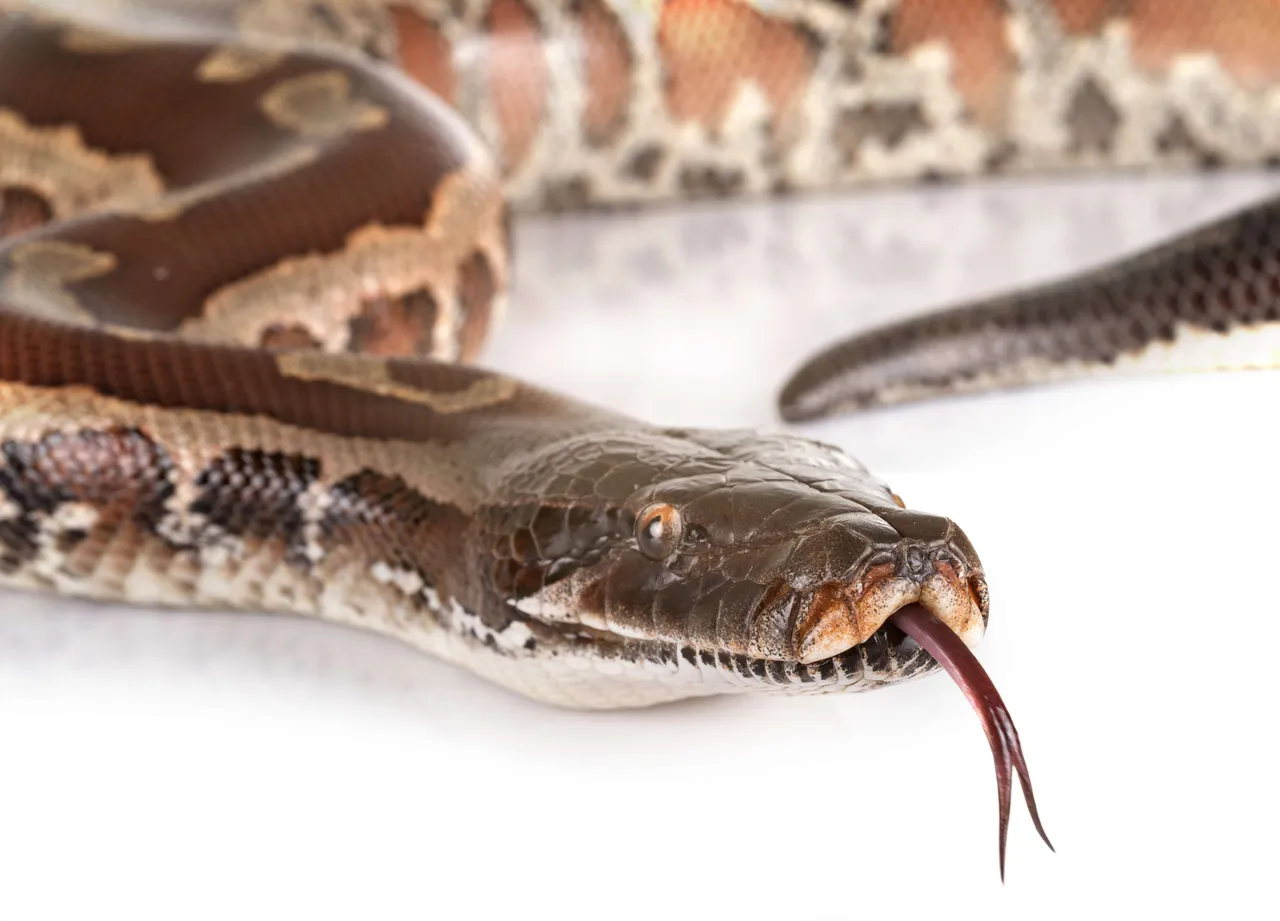 snake4