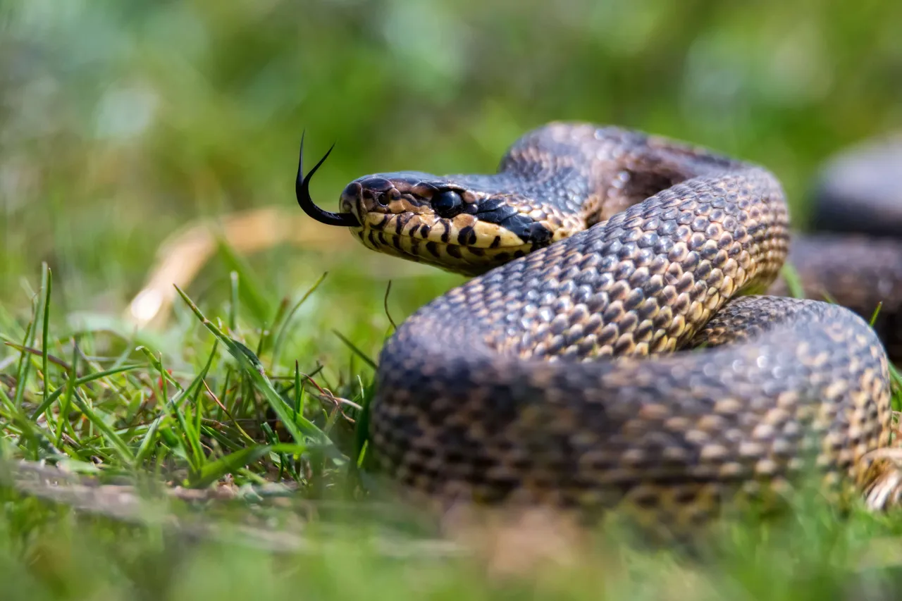 snake7
