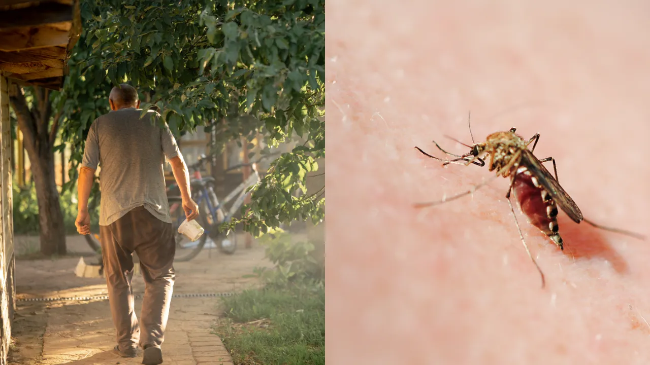 Dengue..
