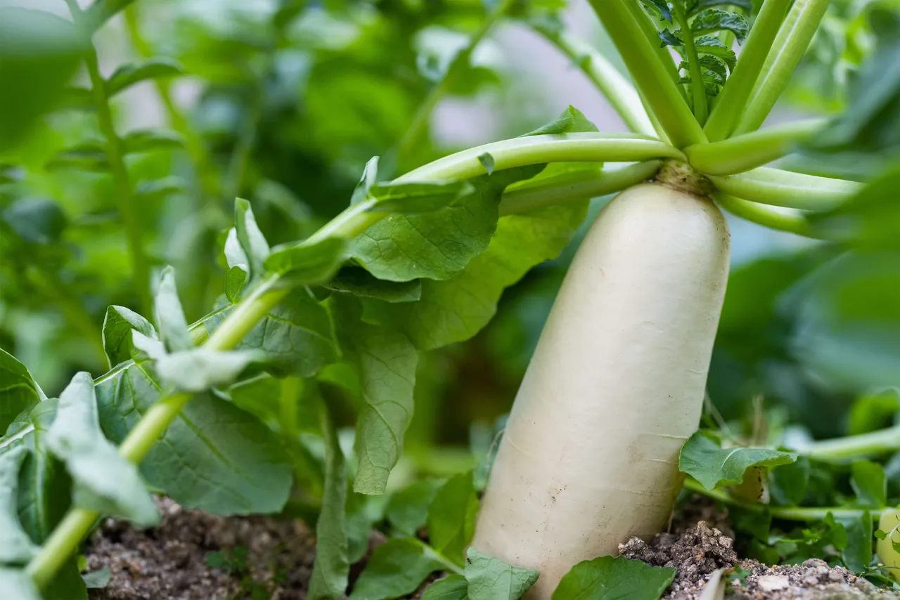 radish3