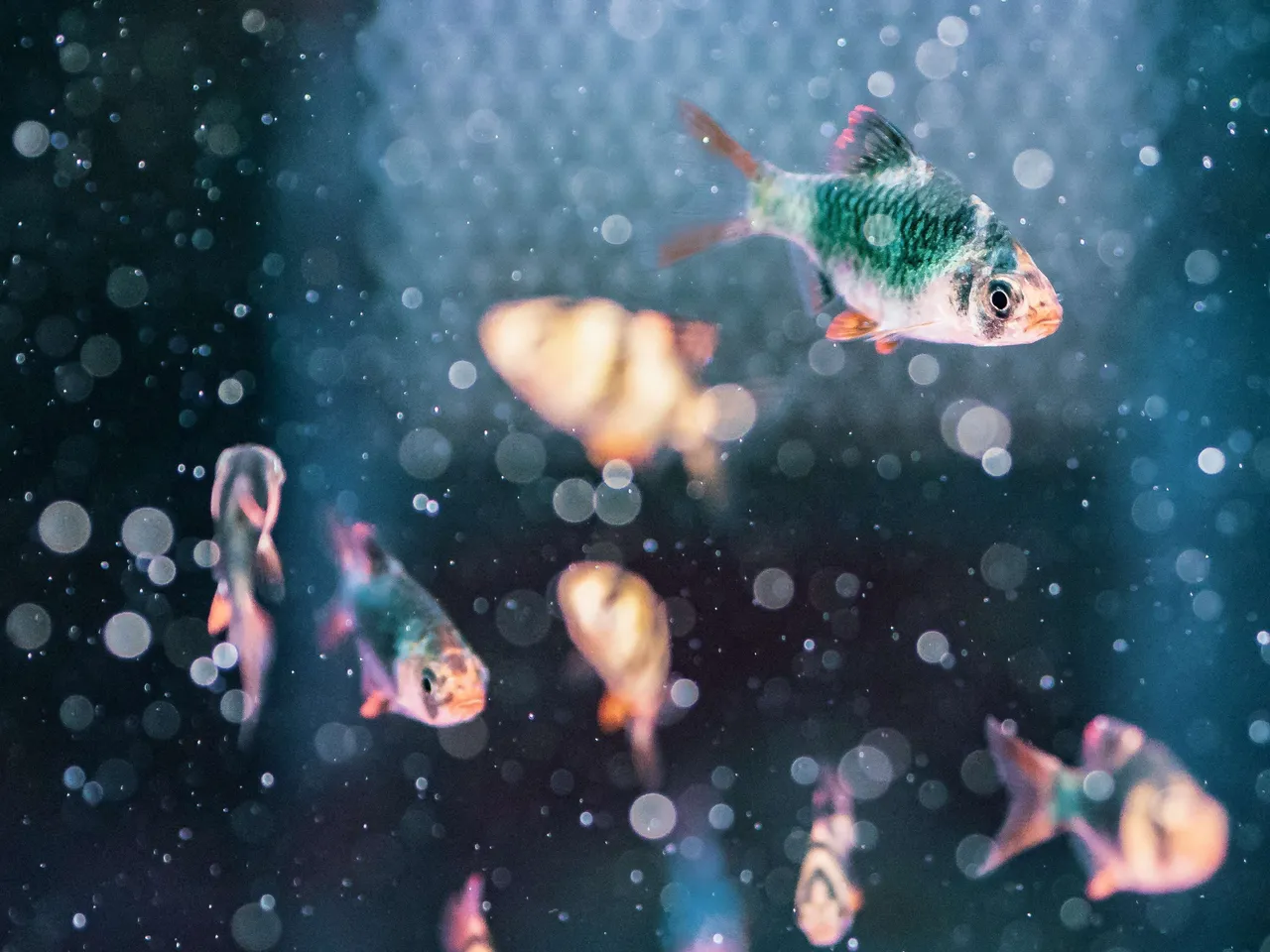 fish4