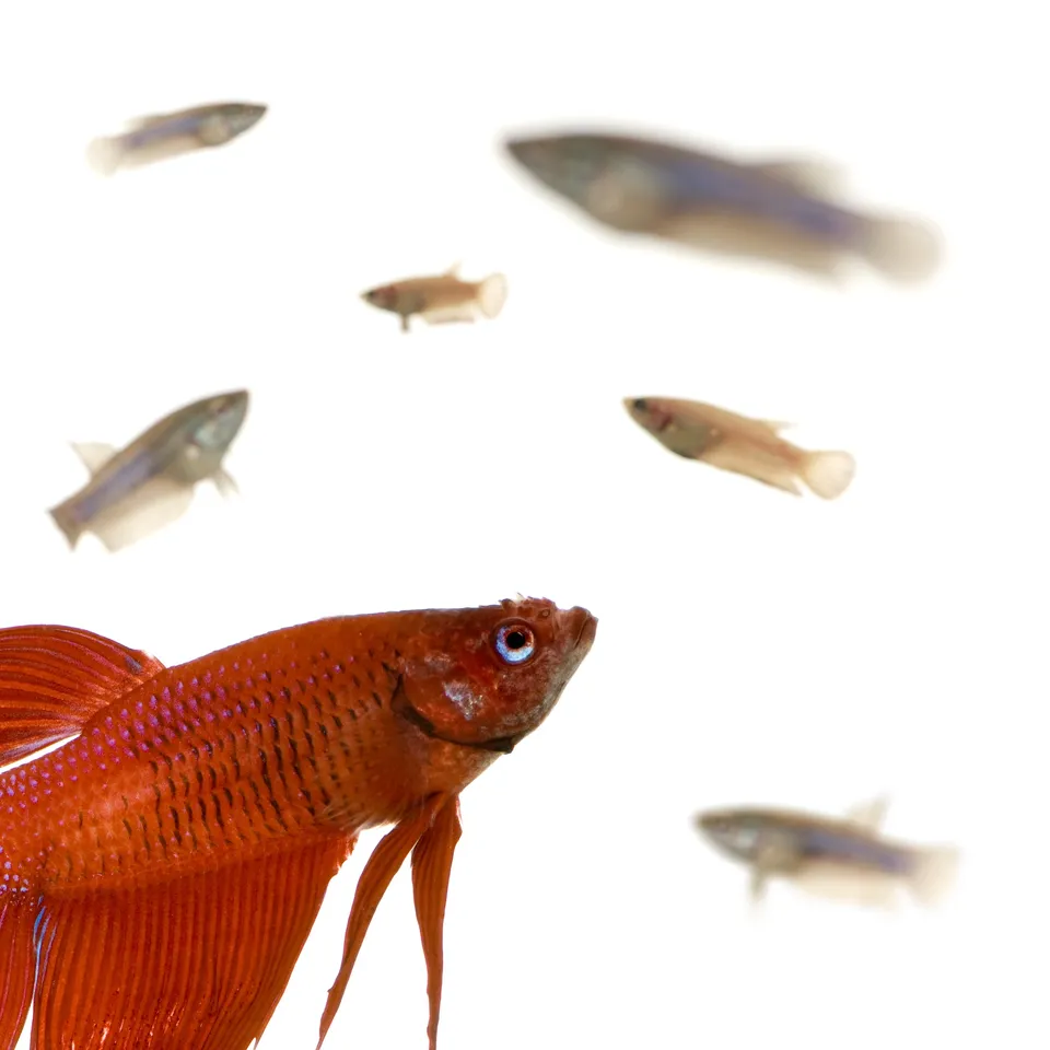 fish2