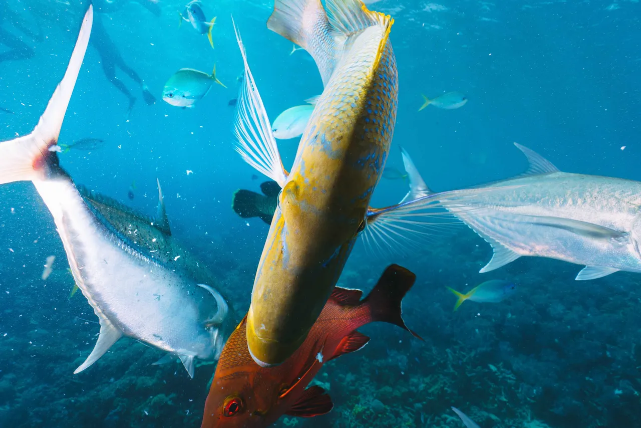 fish3
