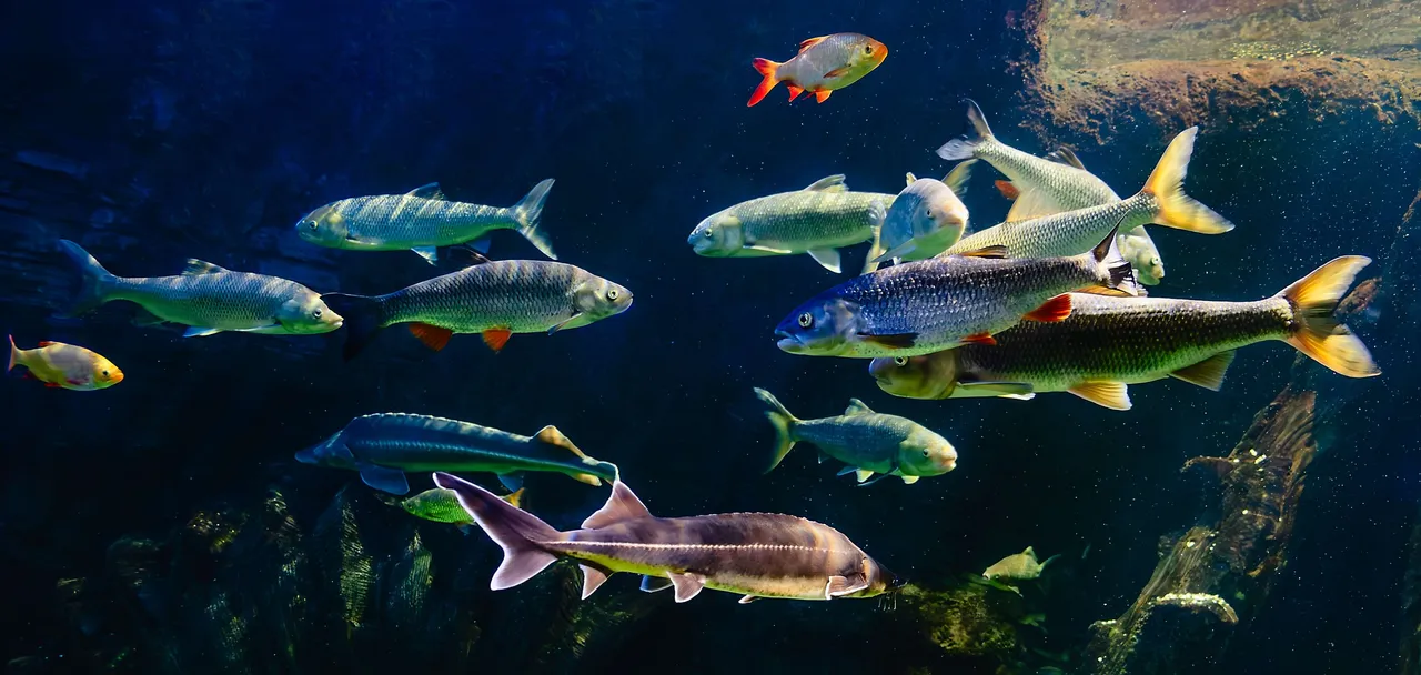 fish5