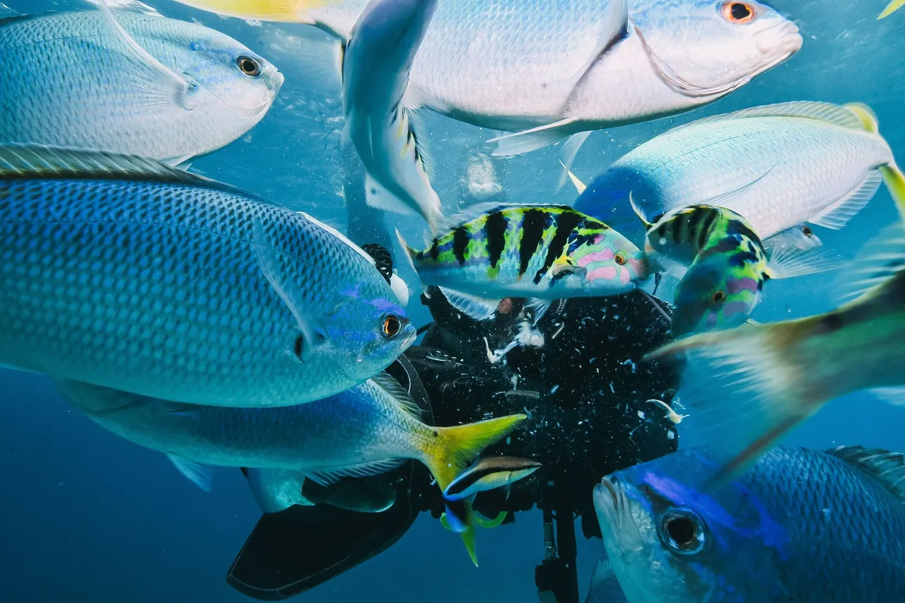 fish8