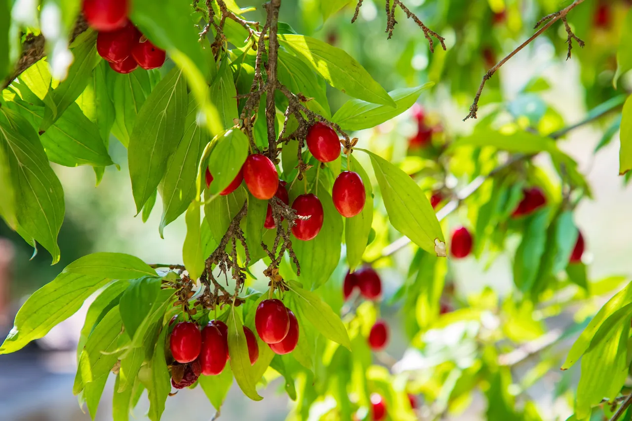 Miraclefruit5