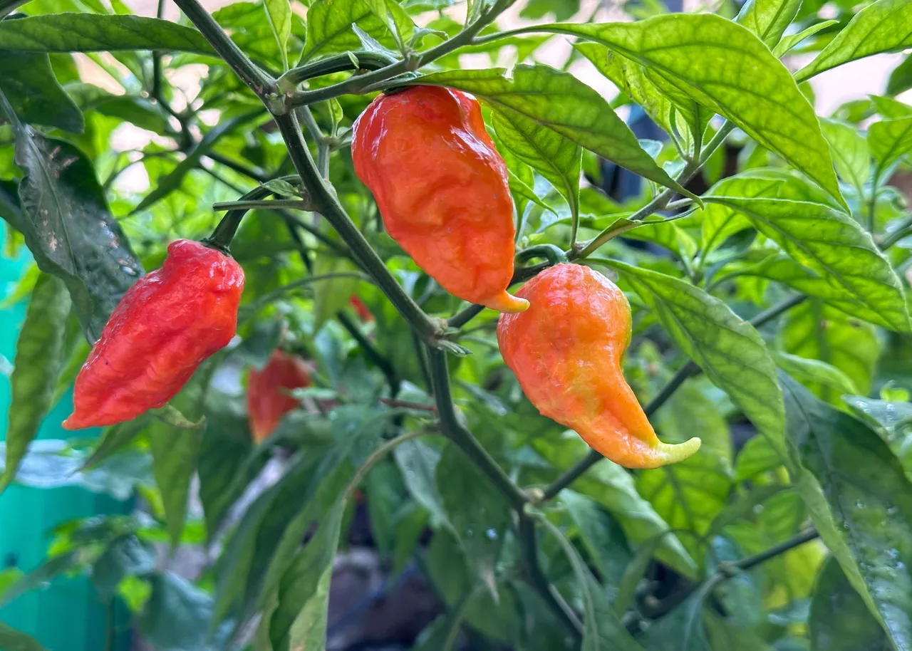 BhutJolokiaChilli1