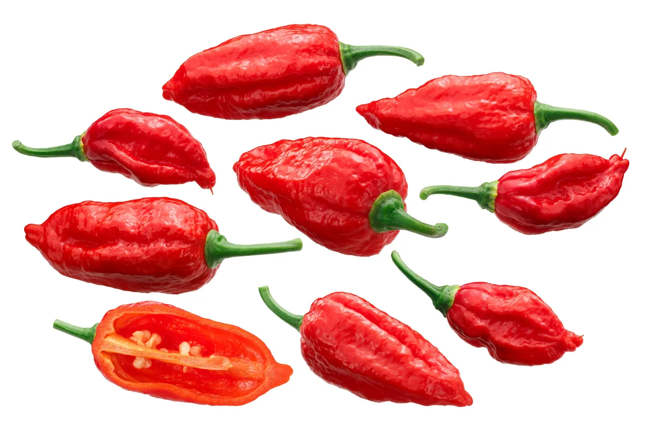 BhutJolokiaChilli3