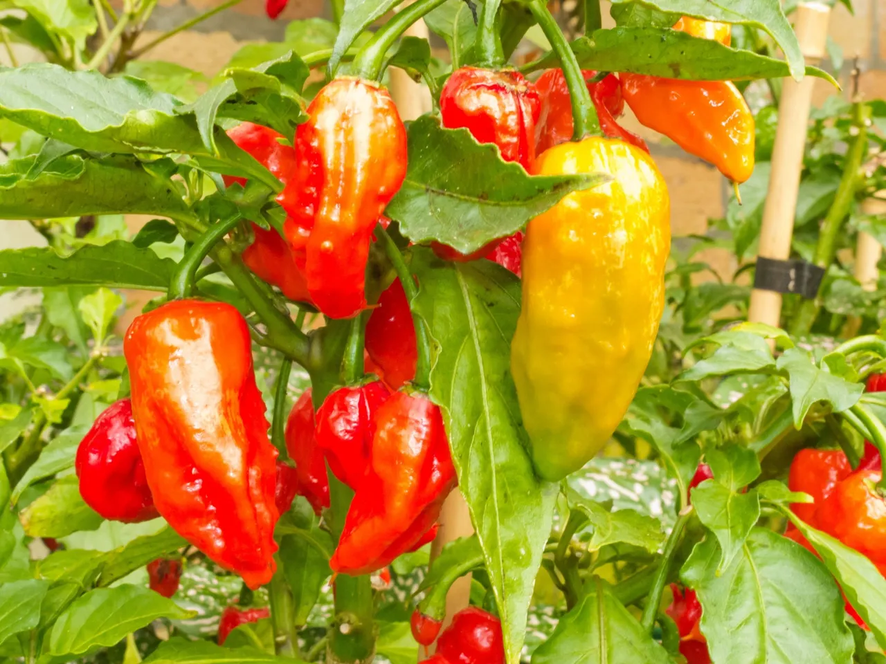 BhutJolokiaChilli4