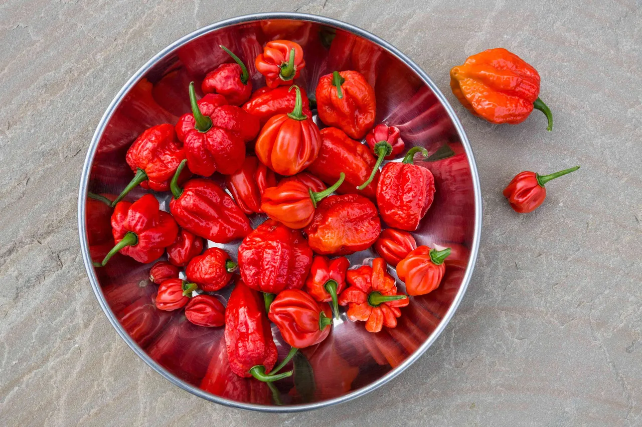 BhutJolokiaChilli5