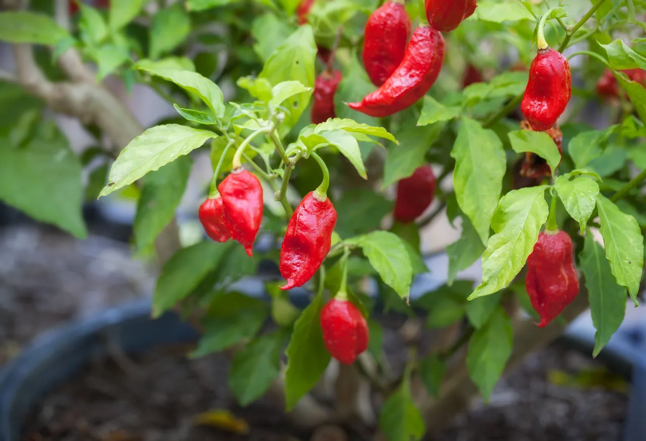 BhutJolokiaChilli6