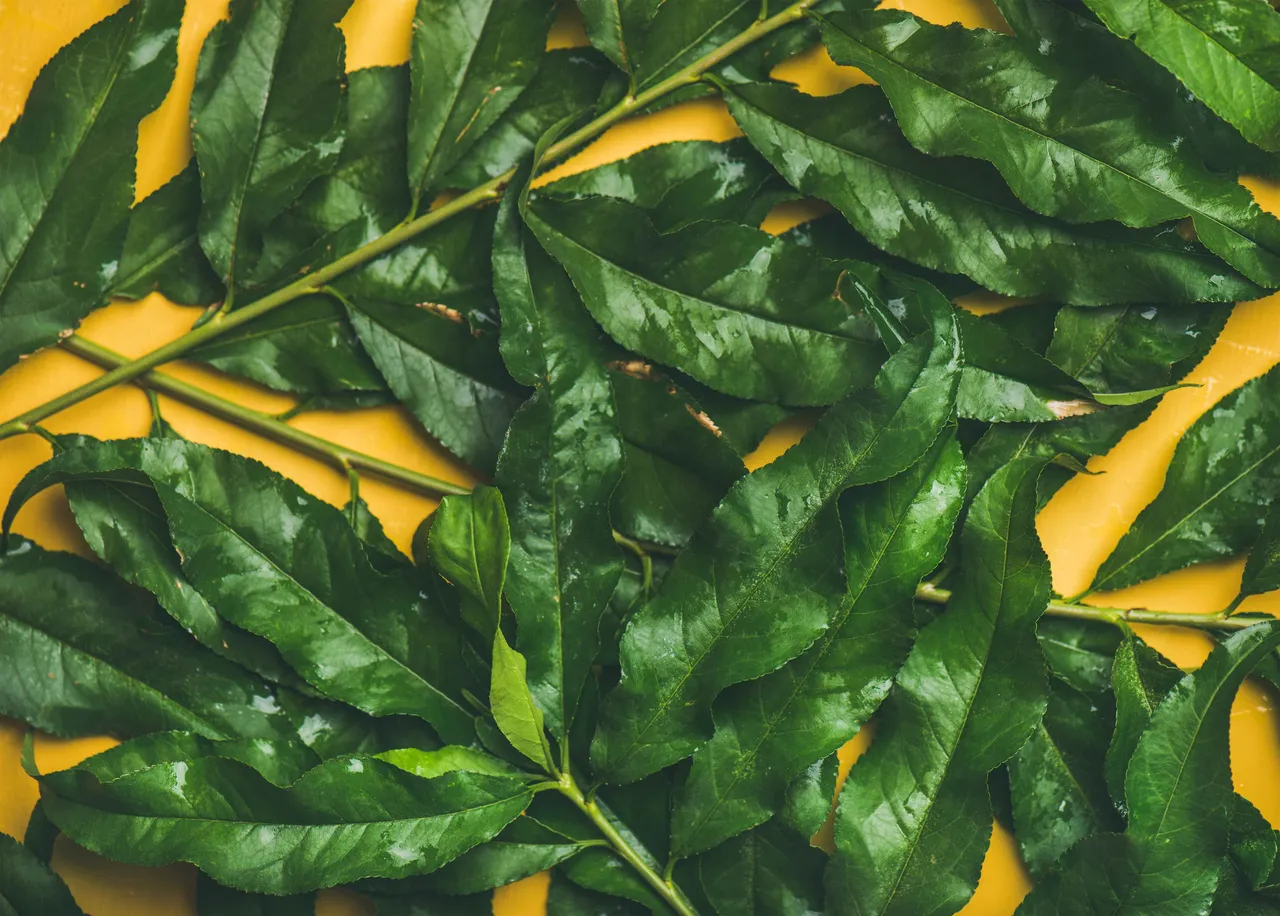 curryleaves5