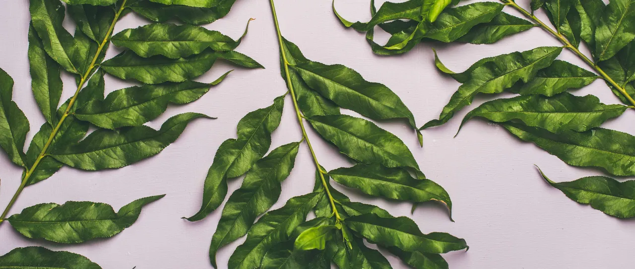 curryleaves6