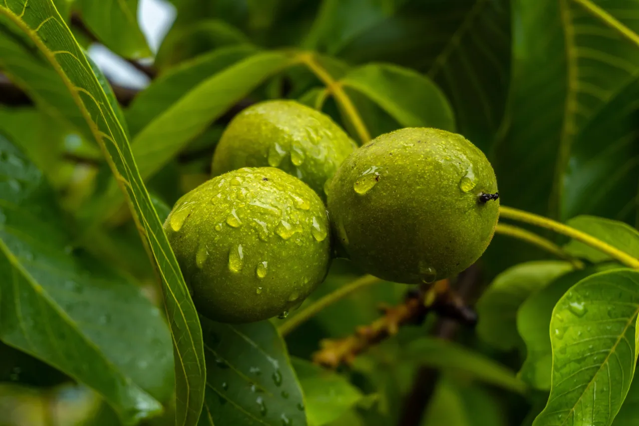 guavaleaves4
