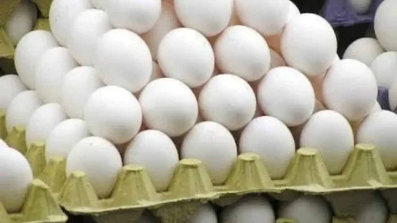egg