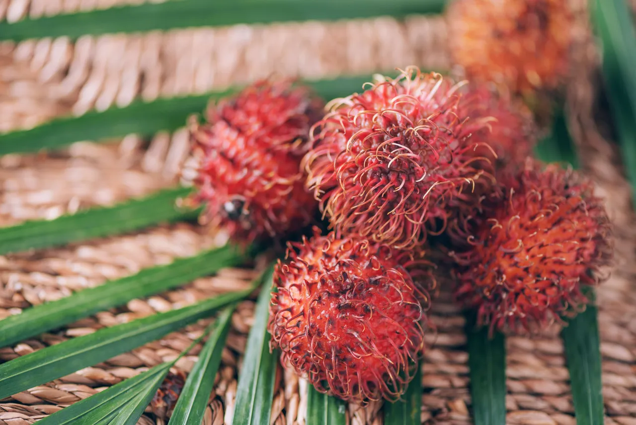 Achiotefruit4