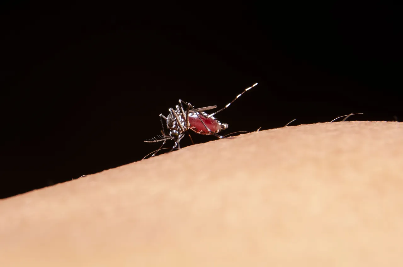 Mosquitoes101