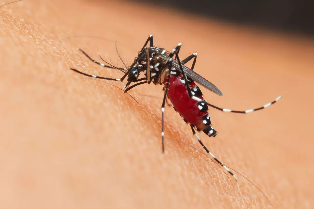 Mosquitoes21