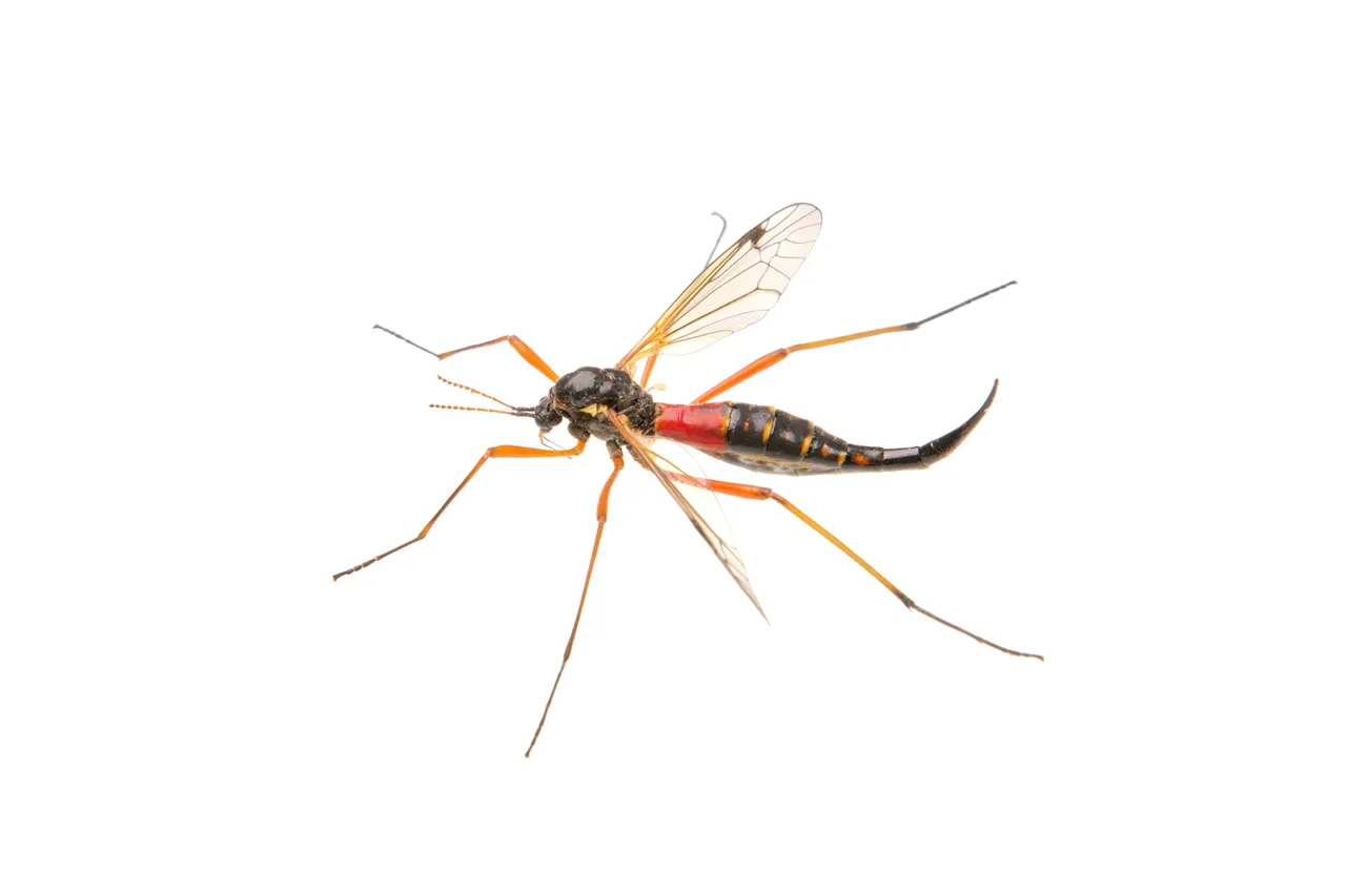 Mosquitoes51