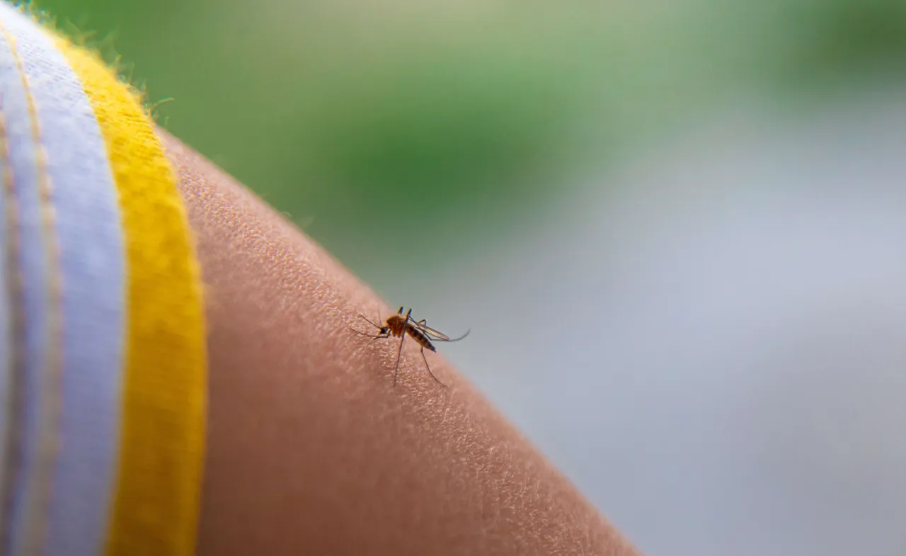 Mosquitoes81