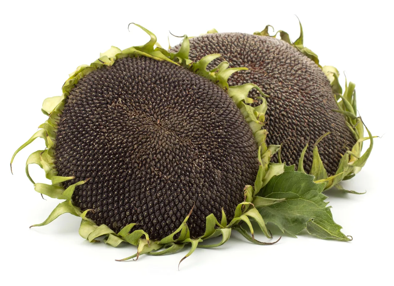 sunflowerseeds1