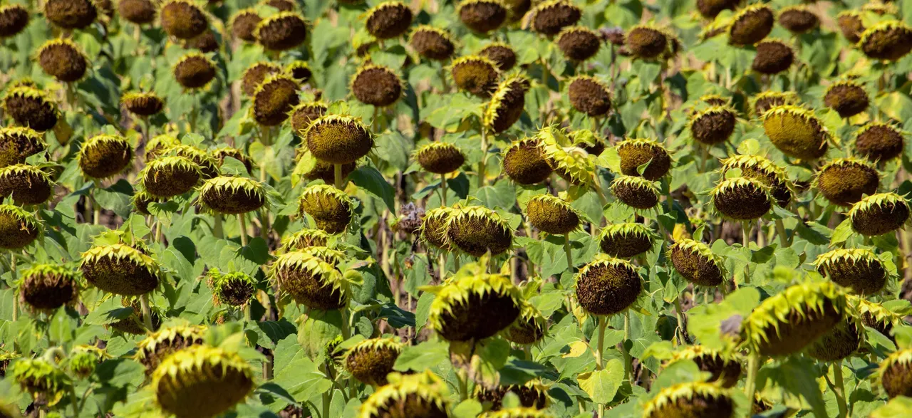 sunflowerseeds2