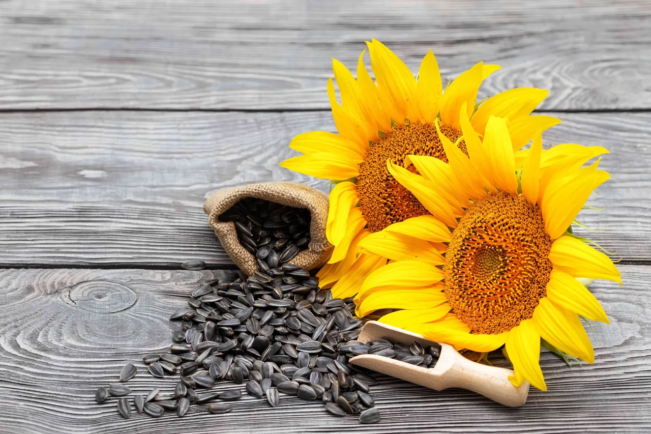 sunflowerseeds4