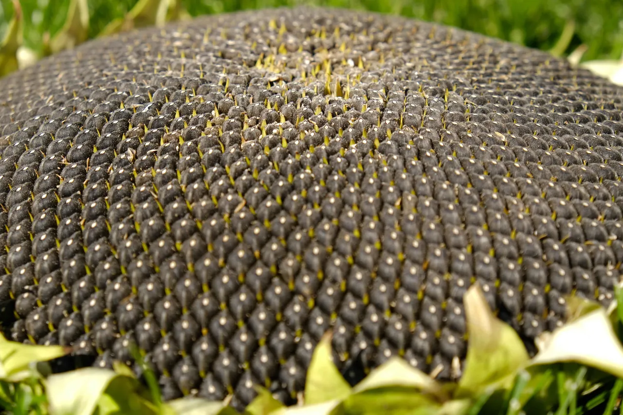 sunflowerseeds6