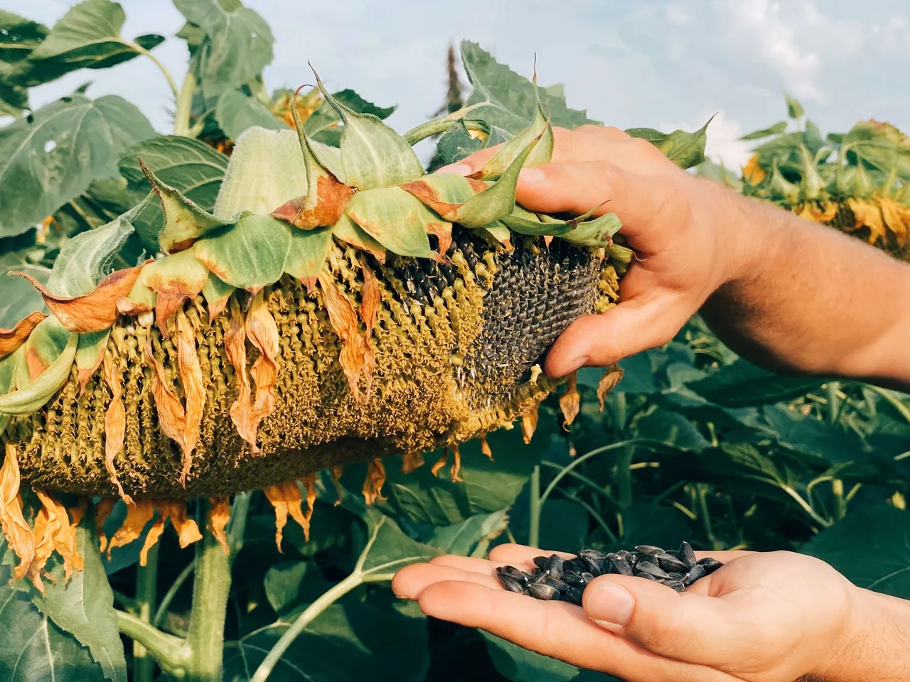 sunflowerseeds9