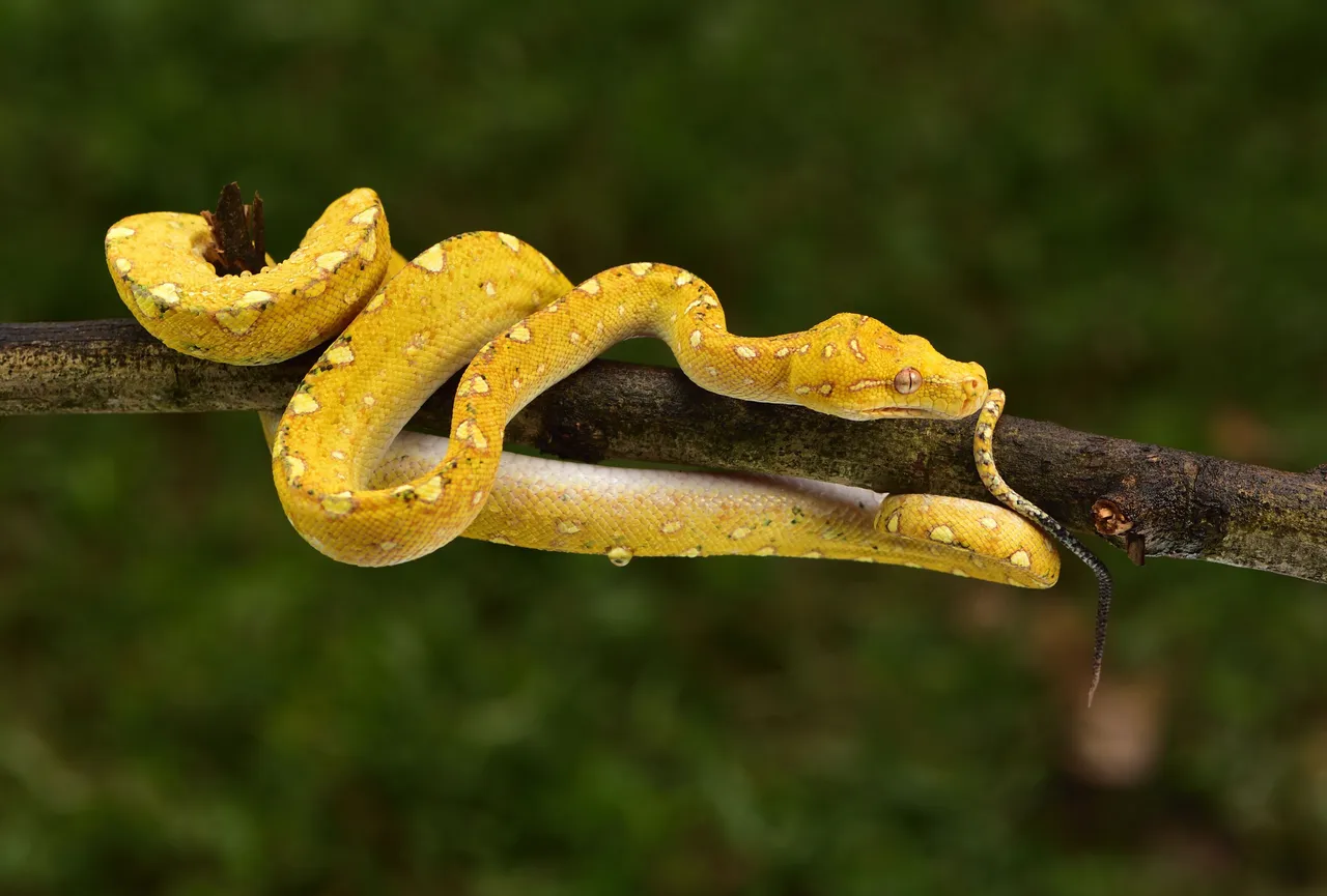 snakeshome1