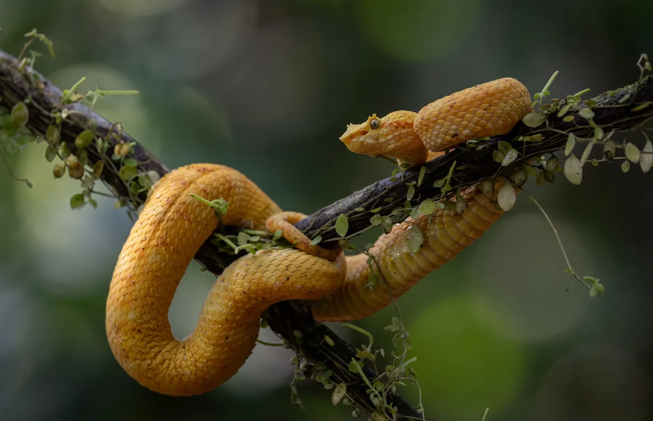 snakeshome2
