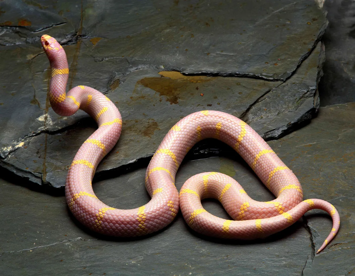 snakeshome4