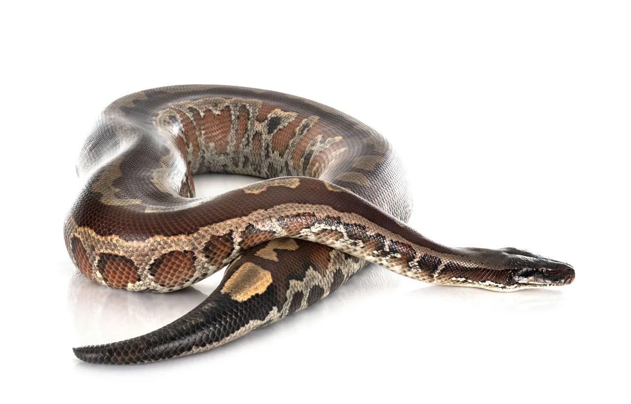 snakeshome6