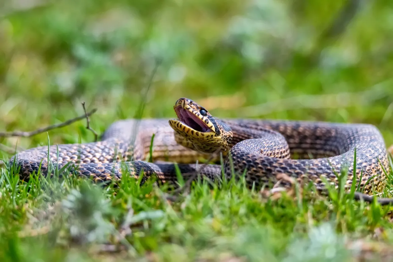 snakeshome6