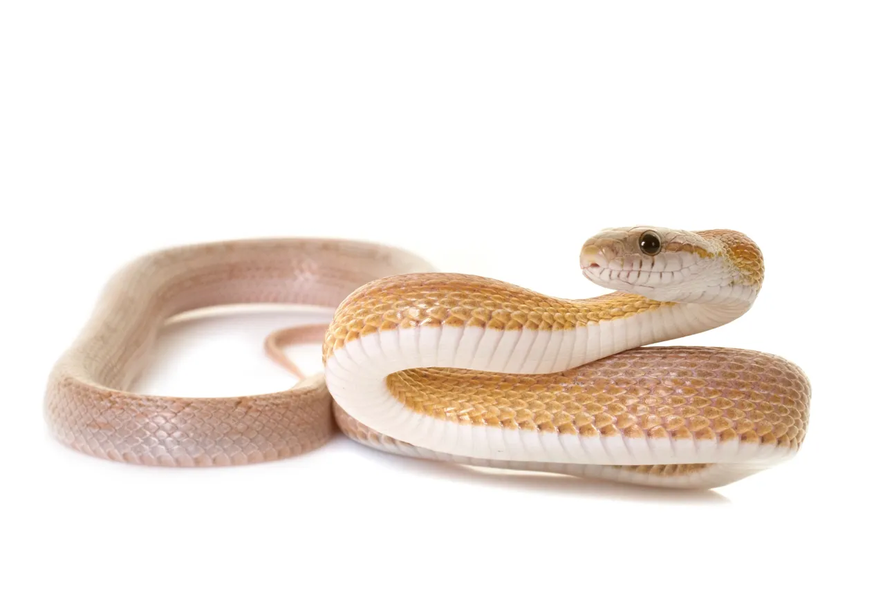 snakeshome7