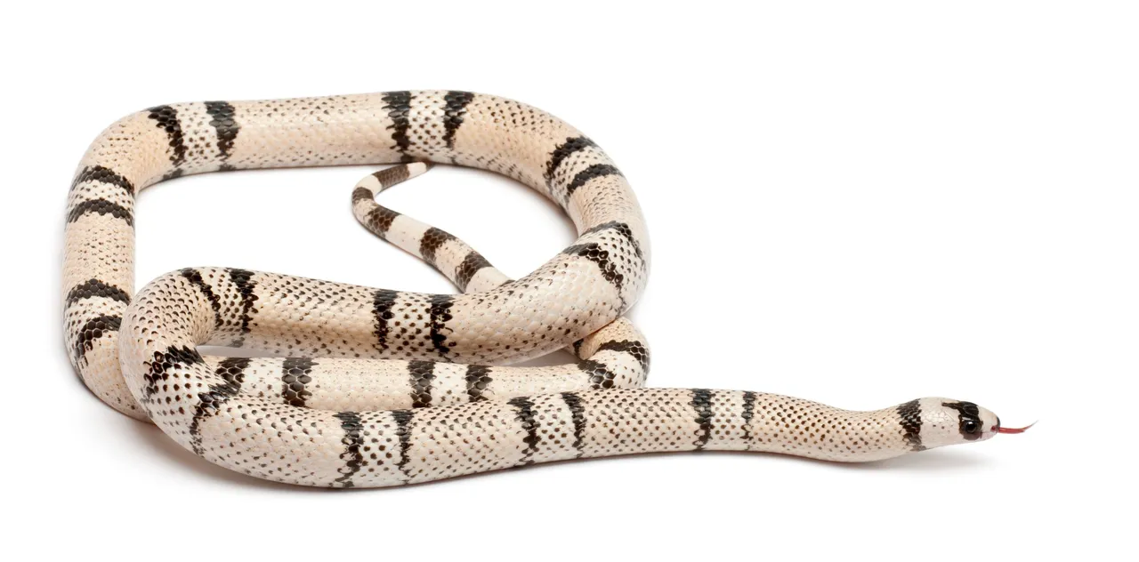 snakeshome8