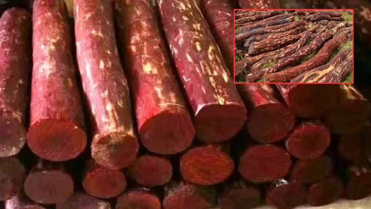 Red Sanders